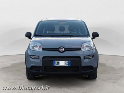 Fiat Panda Cross Cross 1.0 FireFly S&S Hybrid usata