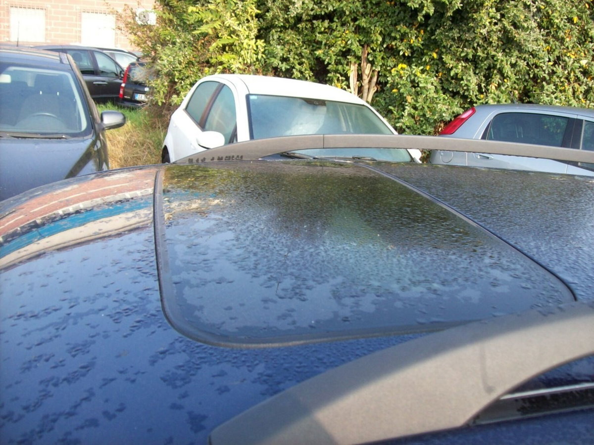 Jaguar X-Type 2.0D cat Wagon Classic (7)