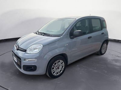 Fiat Panda 1.2 Easy usata