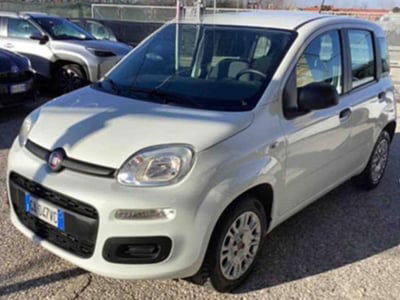Fiat Panda 1.2 Easy usata