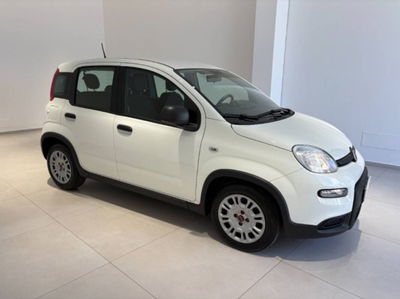 Fiat Panda 1.0 firefly hybrid s&s 70cv 5p.ti usata