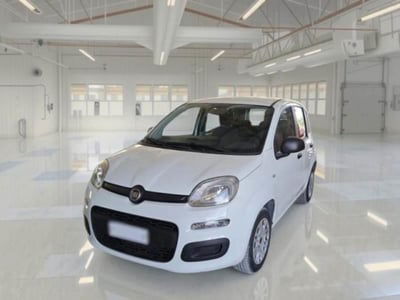 Fiat Panda 1.2 Easy usata