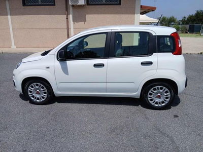 Fiat Panda 1.0 firefly hybrid s&s 70cv 5p.ti usata