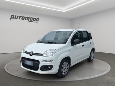 Fiat Panda 1.2 Easy usata