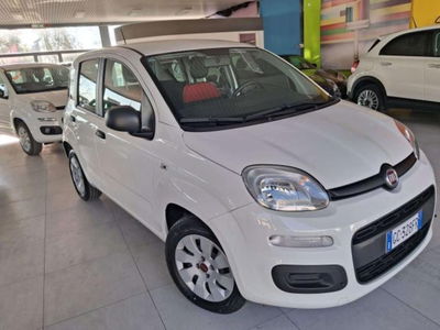 Fiat Panda 1.2 Easy usata