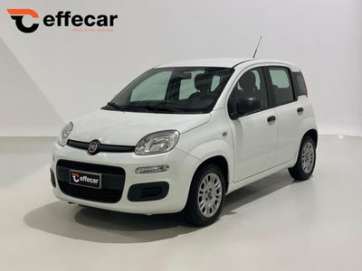 Fiat Panda 1.2 Easy usata