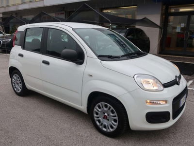 Fiat Panda 1.2 Easy usata