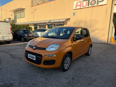 Fiat Panda 1.2 Easy usata