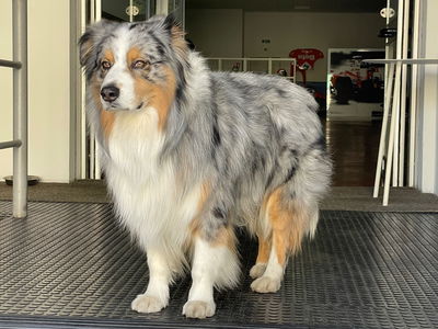 Audi Q7 3.0 V6 TDI 240 CV quattro tiptronic Advanced Plus usata