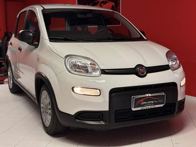Fiat Panda 1.0 FireFly S&S Hybrid usata