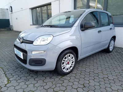 Fiat Panda 1.2 Easy usata