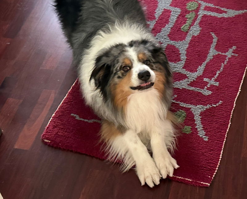 Volkswagen Tiguan 2.0 tdi R-Line 4motion 193cv dsg