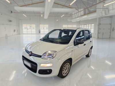 Fiat Panda 1.2 Easy usata