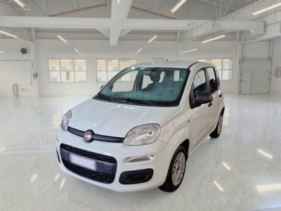 Fiat Panda 1.2 Easy usata
