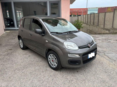 Fiat Panda 1.2 Easy usata