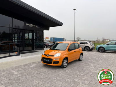 Fiat Panda 1.2 Easy usata