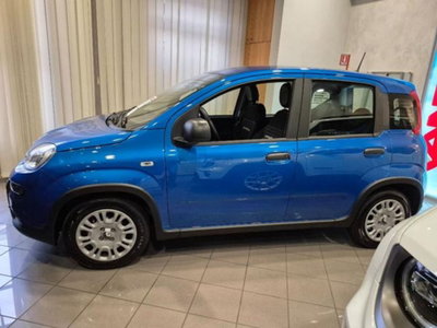 Fiat Panda 1.0 firefly hybrid s&s 70cv 5p.ti (4)