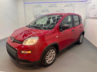 Fiat Pandina 1.0 firefly hybrid Icon s&s 65cv (4)