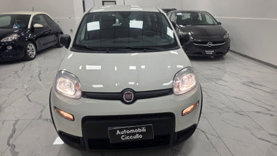 Fiat Panda 1.0 firefly hybrid Pop s&s 70cv usata