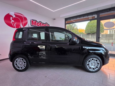 Fiat Panda 1.0 FireFly S&S Hybrid usata