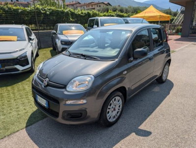 Fiat Panda 1.2 Easy usata