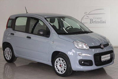 Fiat Panda 1.2 Easy usata