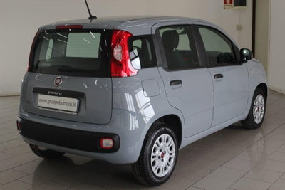 Fiat Panda 1.2 Easy (6)
