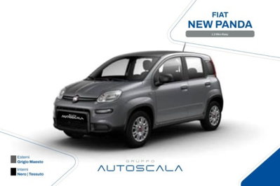 Fiat Panda 1.2 Easy usata