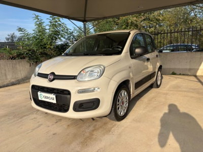 Fiat Panda 1.2 Easy usata
